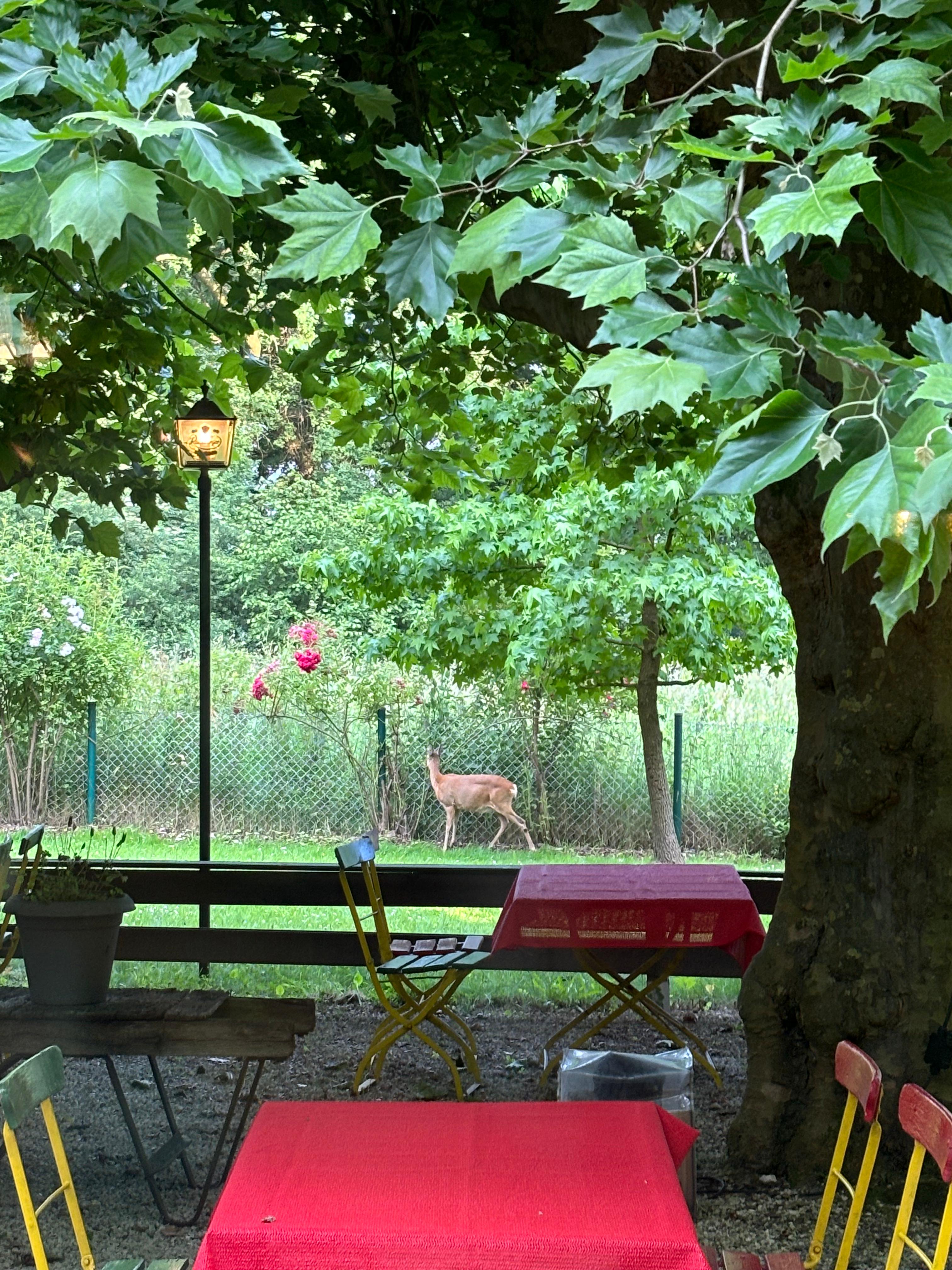 Blick vom Biergarten in den angrenzenden Garten - ein Reh steht hinter dem Zaun zwischen Rosen und Wiese, im Vordergrund Platanenblätter und ein gedeckter Tisch